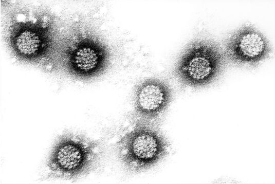 Human Papilloma -virus