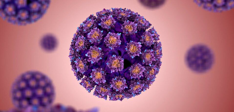 hoe ziet het humaan papillomavirus eruit